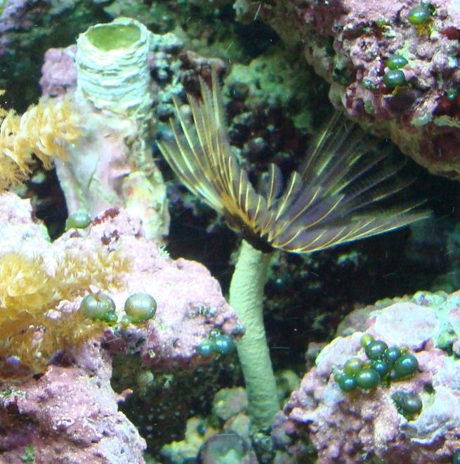 corals inverts - sabellastarte sp. - feather duster stocking in 125 gallons tank - feather duster next to my coco worm