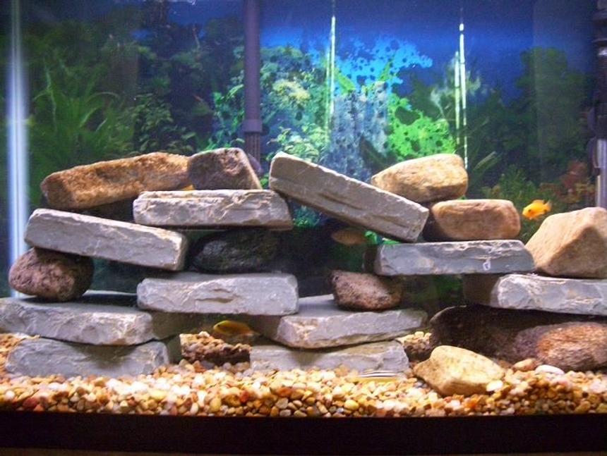 Rated #52: Fish Tank Picture - African Cichlid tank
8 Small Cichlids and 1 pleco