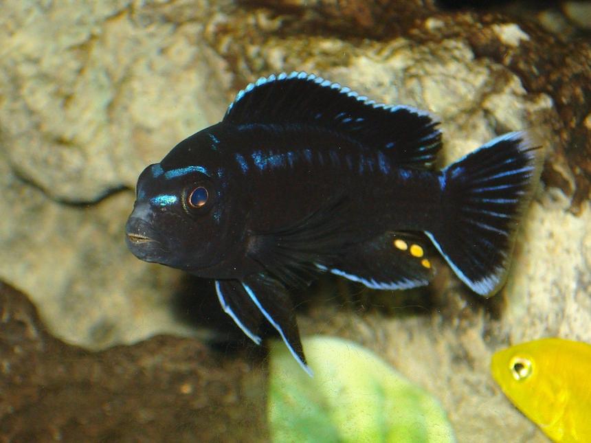 Rated #4: Freshwater Fish - Melanochromis Johannii - Johanni Cichlid Stocking In 90 Gallons Tank - This is one of my fovorite fish in the tank. Take a close look at his teeth.