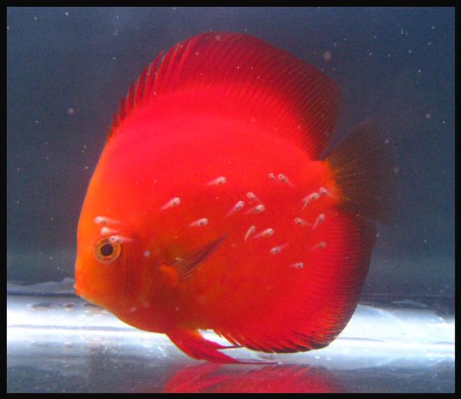 freshwater fish - symphysodon aequifasciatus - golden melon discus stocking in 127 gallons tank - Discus Golden Melon with fry