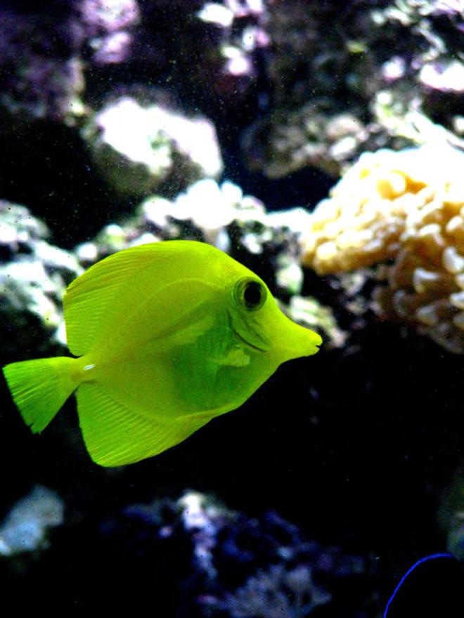 saltwater fish - zebrasoma flavescens - yellow tang - hawaii stocking in 300 gallons tank - Yellow Tang