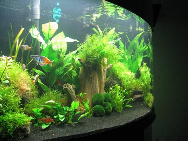 50 gallons planted tank (mostly live plants and fish) - 50-gallon bowfront Oceanic planted tank, started in February 2009. My very first tank.