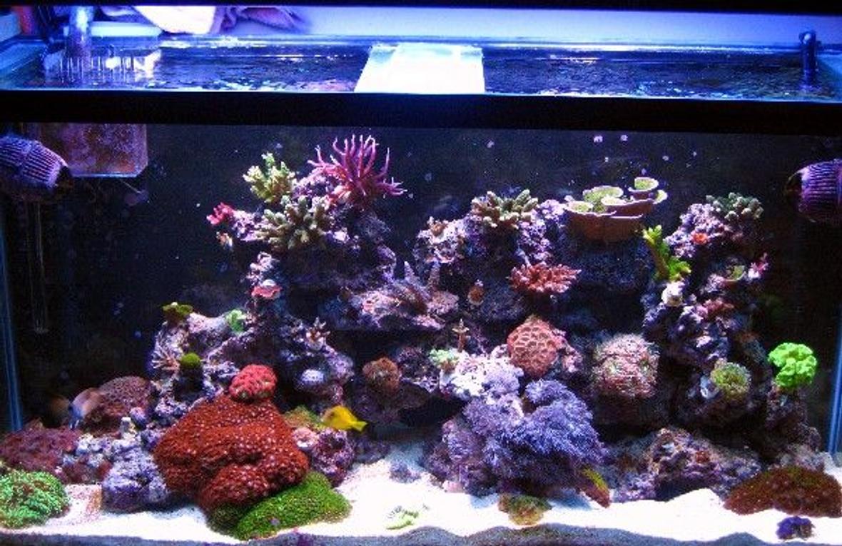 90 gallons reef tank (mostly live coral and fish) - 90g.1yr.old..mixed reef...outer orbit hqi/t5. 2x250w mh with 4x54w actinics pheonix 14k DE bulbs...aqua c ev 120 protein skimmer, pro clear wet.dry filter. 2xkaralia#4. quite one 2200 return pump..pro clear overflow box. 110 lbs. live rock..80 lbs of sand.