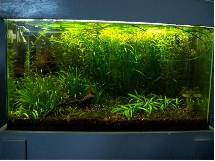 Rated #45: 20 Gallons Planted Tank - 1st planted tank - not complete