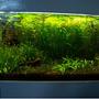 20 gallons planted tank (mostly live plants and fish) - 1st planted tank - not complete