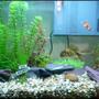 freshwater fish - carassius auratus - goldfish stocking in 17 gallons tank - My Fish Tank