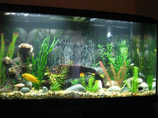 60 gallons freshwater fish tank (mostly fish and non-living decorations) - New Tank.