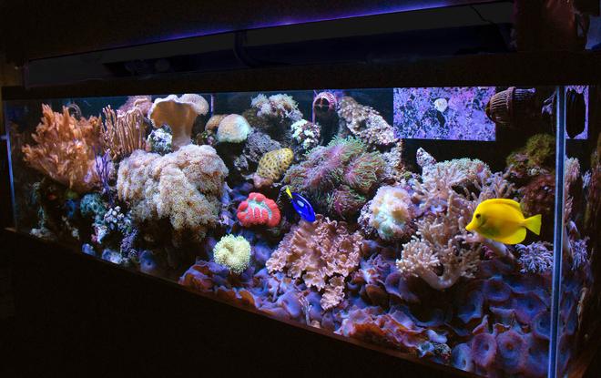 125 gallons reef tank (mostly live coral and fish) - 125 gallon reef mixed corals soft and lps