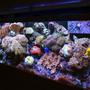 125 gallons reef tank (mostly live coral and fish) - 125 gallon reef mixed corals soft and lps