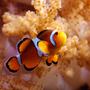saltwater fish - amphiprion percula - true percula clownfish stocking in 125 gallons tank - Percula Clown, colt coral in background