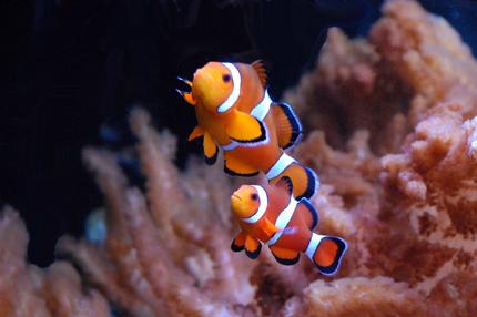 saltwater fish - amphiprion percula - true percula clownfish stocking in 125 gallons tank - Percula clown pair
