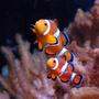 saltwater fish - amphiprion percula - true percula clownfish stocking in 125 gallons tank - Percula clown pair