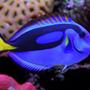 saltwater fish - paracanthurus hepatus var. - yellow belly regal blue tang stocking in 125 gallons tank - Blue Tang
