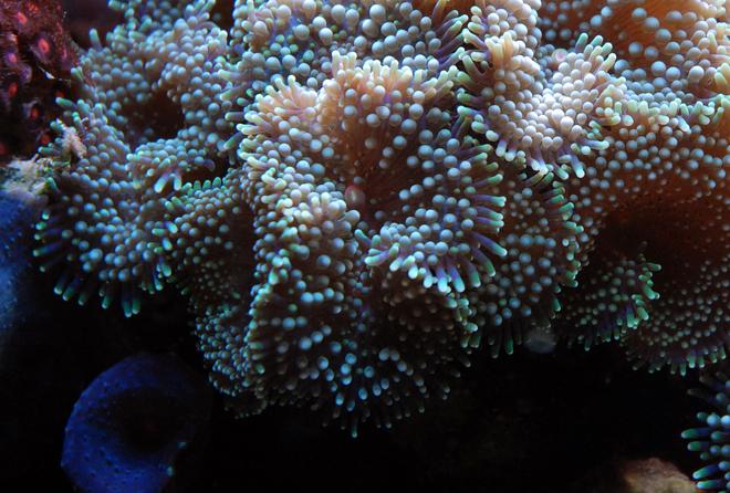 corals inverts - ricordea florida - ricordea mushroom, blue/green (caribbean) stocking in 125 gallons tank - Green Ricordea