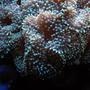 corals inverts - ricordea florida - ricordea mushroom, blue/green (caribbean) stocking in 125 gallons tank - Green Ricordea