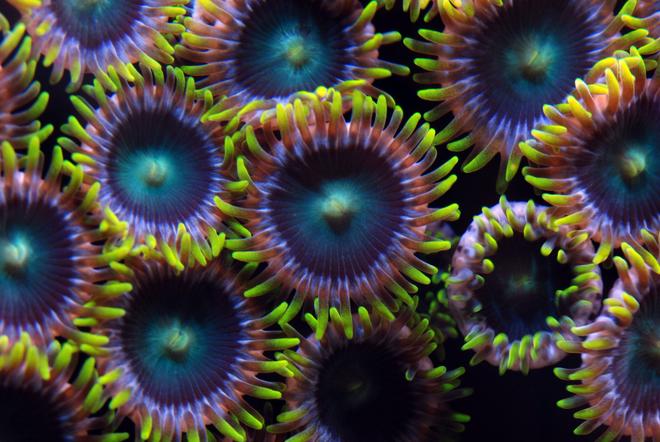 corals inverts - zoanthus sp. - colony polyp stocking in 125 gallons tank - Zoanthids