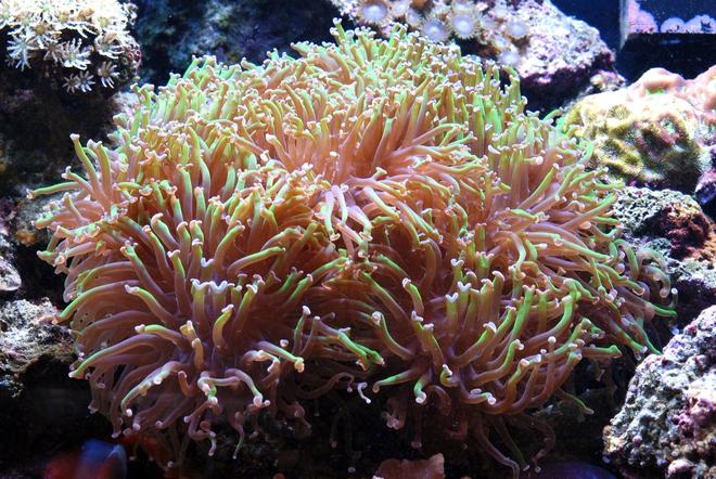 corals inverts - euphyllia paranchora - hammer / anchor coral, branching stocking in 125 gallons tank - Hammer coral