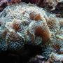 corals inverts - ricordea florida - ricordea mushroom, blue/green (caribbean) stocking in 125 gallons tank - Green Ricordea