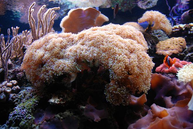 corals inverts - euphyllia paradivisa - frogspawn coral - branched stocking in 125 gallons tank - Frogspawn coral