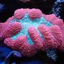 corals inverts - trachyphyllia geoffroyi - brain coral stocking in 125 gallons tank - Brain coral
