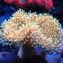 corals inverts - sarcophyton sp. - toadstool mushroom leather coral stocking in 125 gallons tank - Toadstool leather