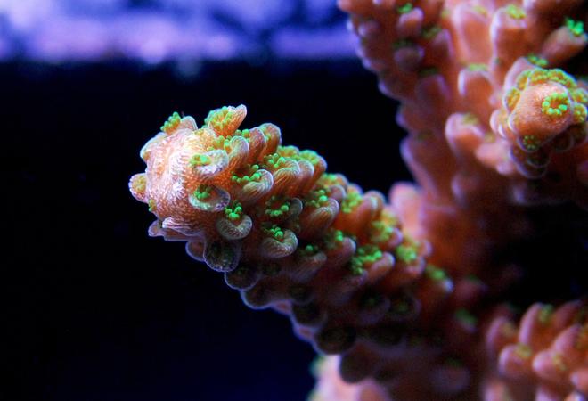 corals inverts - acropora sp. - branching acropora coral stocking in 125 gallons tank - SPS coral