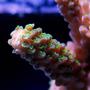 corals inverts - acropora sp. - branching acropora coral stocking in 125 gallons tank - SPS coral
