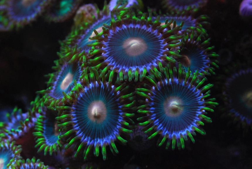 Rated #2: Corals Inverts - Zoanthus Sp. - Colony Polyp Stocking In 125 Gallons Tank - Zoanthids
