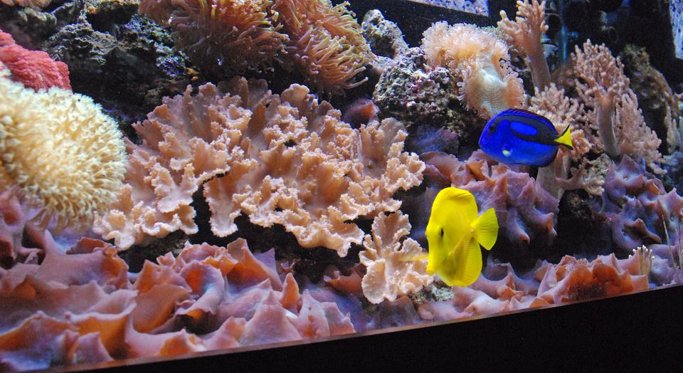 corals inverts - sinularia brassica - cabbage leather coral stocking in 125 gallons tank - Soft corals and mushrooms