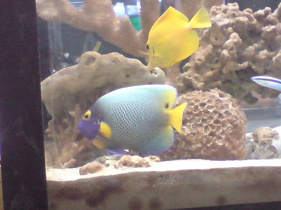 saltwater fish - pomacanthus xanthometopon - blueface angelfish stocking in 55 gallons tank - my 55 gallon tank