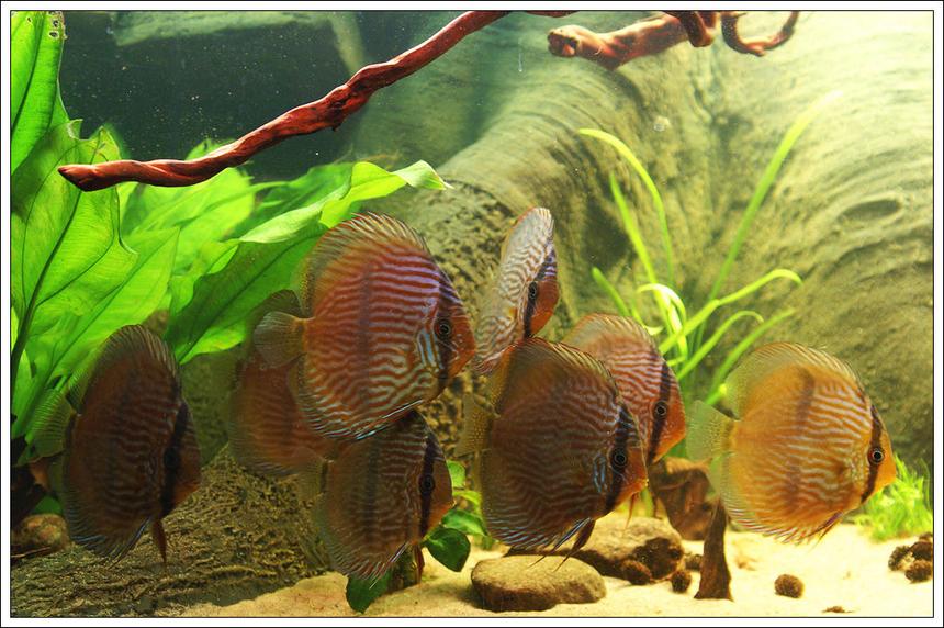 Rated #13: Freshwater Fish - Symphysodon Discus - Heckel Discus Stocking In 187 Gallons Tank - My Heckel group
