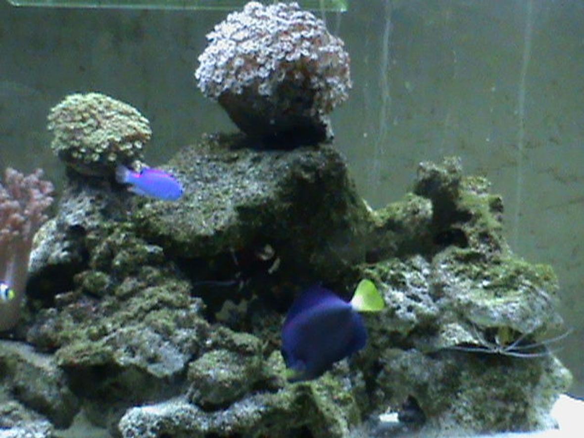 saltwater fish - acanthurus coeruleus - blue caribbean tang stocking in 72 gallons tank - purpel pot and blue tang