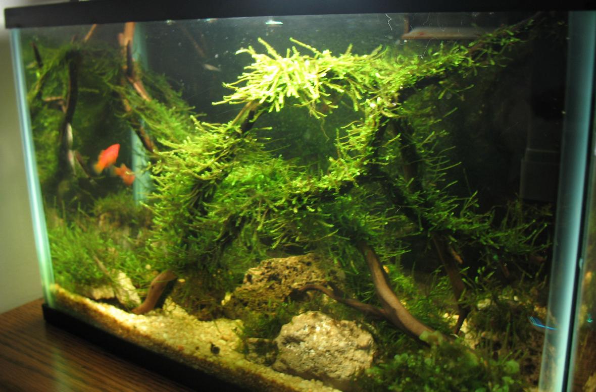 5 gallons planted tank (mostly live plants and fish) - .