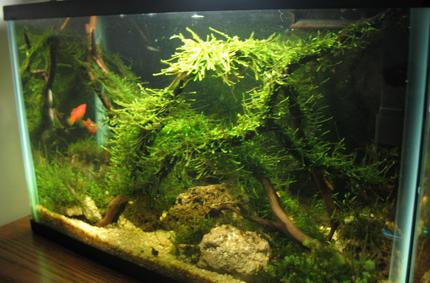 5 gallons planted tank (mostly live plants and fish) - .