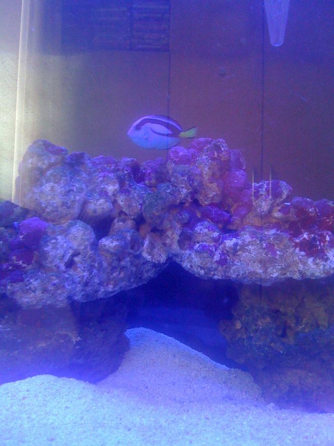saltwater fish - paracanthurus hepatus - blue tang stocking in 30 gallons tank - tang