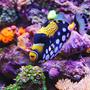 saltwater fish - balistoides conspicillum - clown triggerfish stocking in 135 gallons tank - Clown Trigger