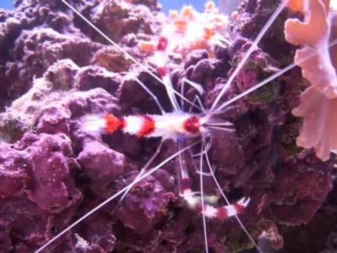 corals inverts - stenopus hispidus - banded coral shrimp stocking in 500 gallons tank - Boxer Shrimp