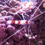 corals inverts - stenopus hispidus - banded coral shrimp stocking in 500 gallons tank - Boxer Shrimp