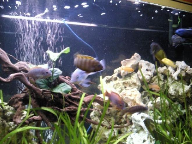 freshwater fish - sciaenochromis fryeri - electric blue cichlid stocking in 96 gallons tank - Busy tank.