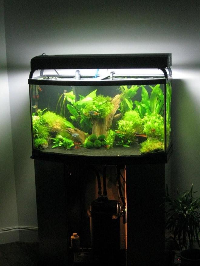 50 gallons planted tank (mostly live plants and fish) - whole setup with top off