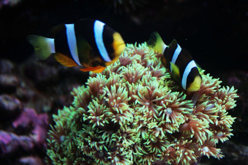 Rated #37: Corals Inverts - Clavularia Sp. - Clove Polyp Stocking In 75 Gallons Tank - My Clarkii clowns