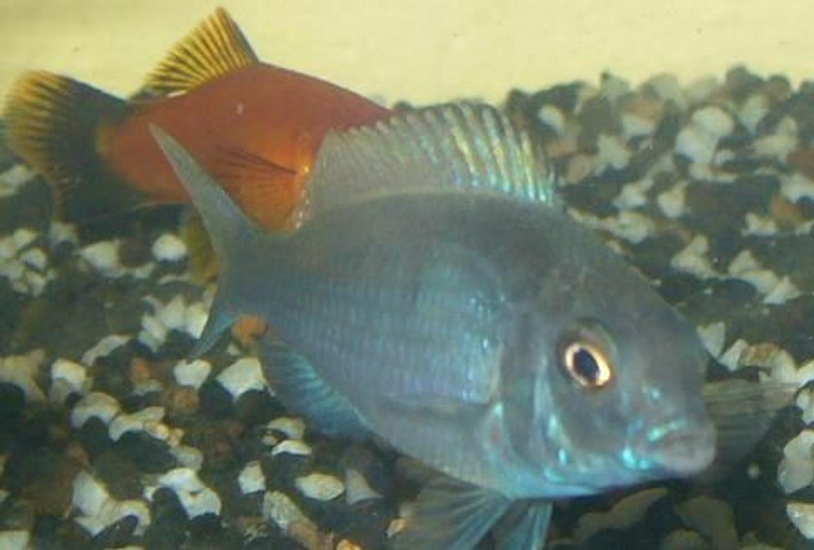 freshwater fish - cyrtocara moorii - blue dolphin cichlid stocking in 100 gallons tank - Blue Dolphin wanting a kiss, w/ Swordtail behind