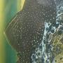 freshwater fish - parancistrus sp. - peppermint plecostomus (l-31) stocking in 100 gallons tank - Peppermint Bristlenose chillaxin