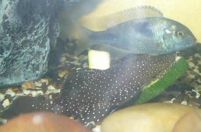freshwater fish - parancistrus sp. - peppermint plecostomus (l-31) stocking in 100 gallons tank - Peppermint Bristlenose having a munch on some zucchini and Blue Dolphin
