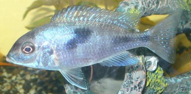 freshwater fish - cyrtocara moorii - blue dolphin cichlid stocking in 100 gallons tank - Blue Dolphin. Love the colour in them