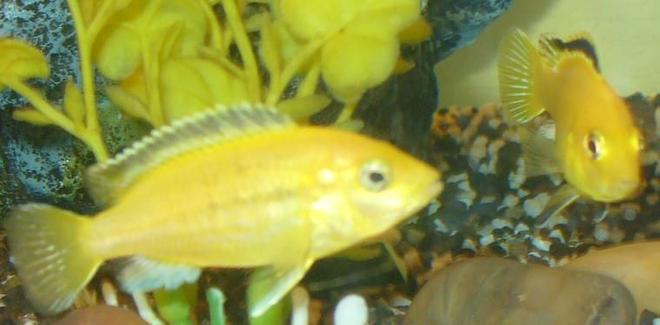 freshwater fish - labidochromis caeruleus - electric yellow cichlid stocking in 100 gallons tank - Electric Yellows (a little blurry sorry but they are hard to catch lol)