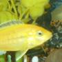 freshwater fish - labidochromis caeruleus - electric yellow cichlid stocking in 100 gallons tank - Electric Yellows (a little blurry sorry but they are hard to catch lol)