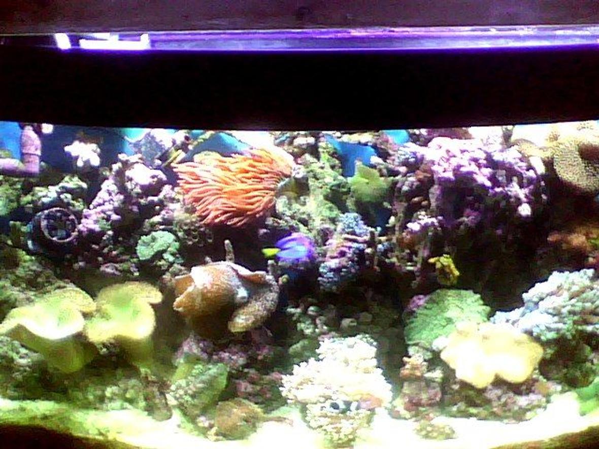 fish tank picture - my 55 gallon reef tank
