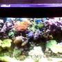 fish tank picture - my 55 gallon reef tank