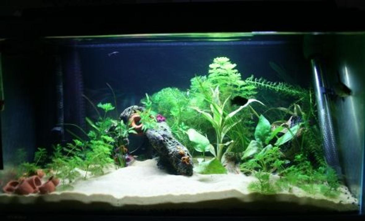 20 gallons planted tank (mostly live plants and fish) - 20 Gallon Planted tank two 18" 15w marine 14,000k lights Fluval U3 600lph standard 100w heater Various species of plants 10 neon tetras 1 silver shark 1 black mollie